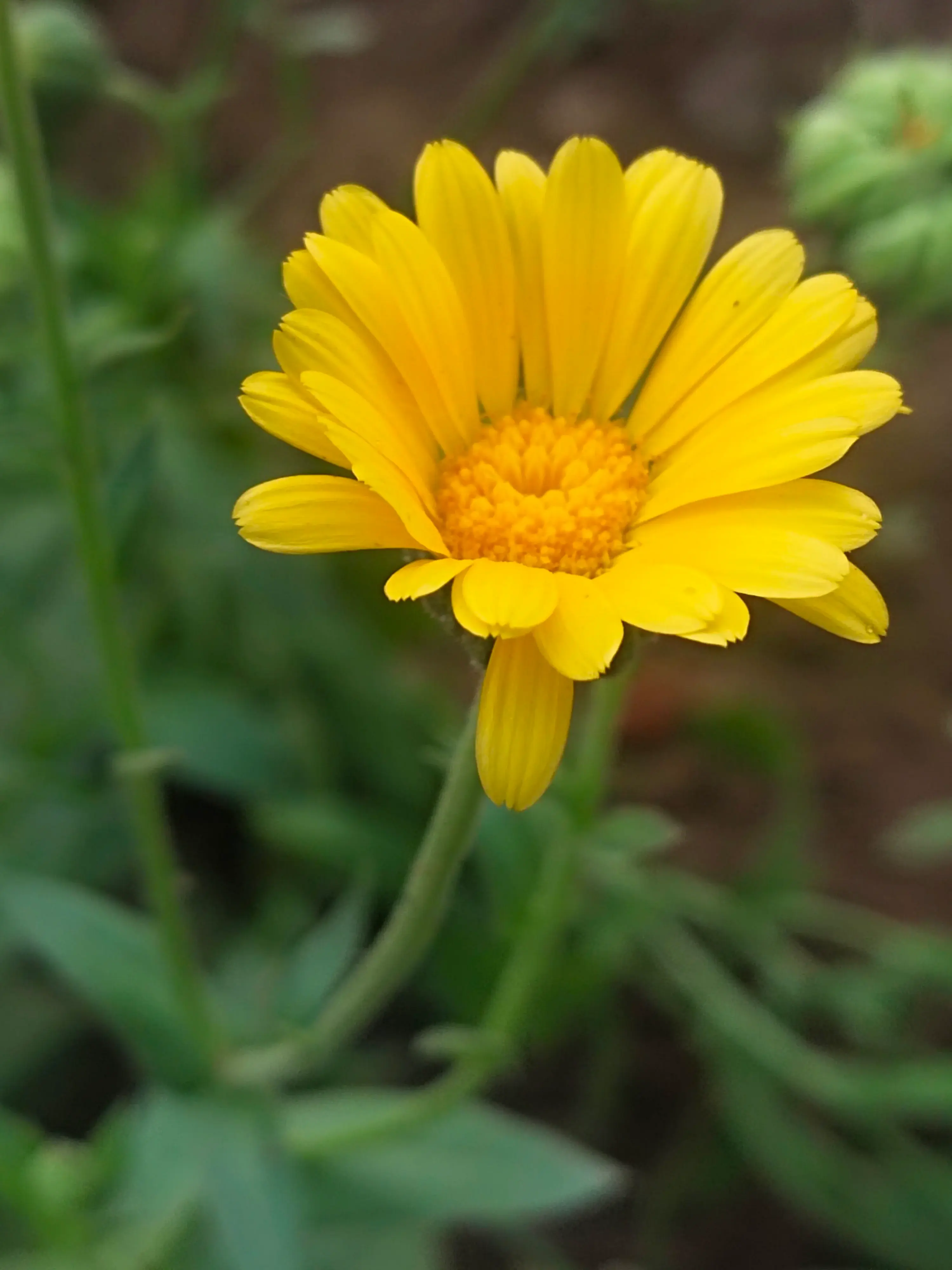 Bright sunflower in a garden