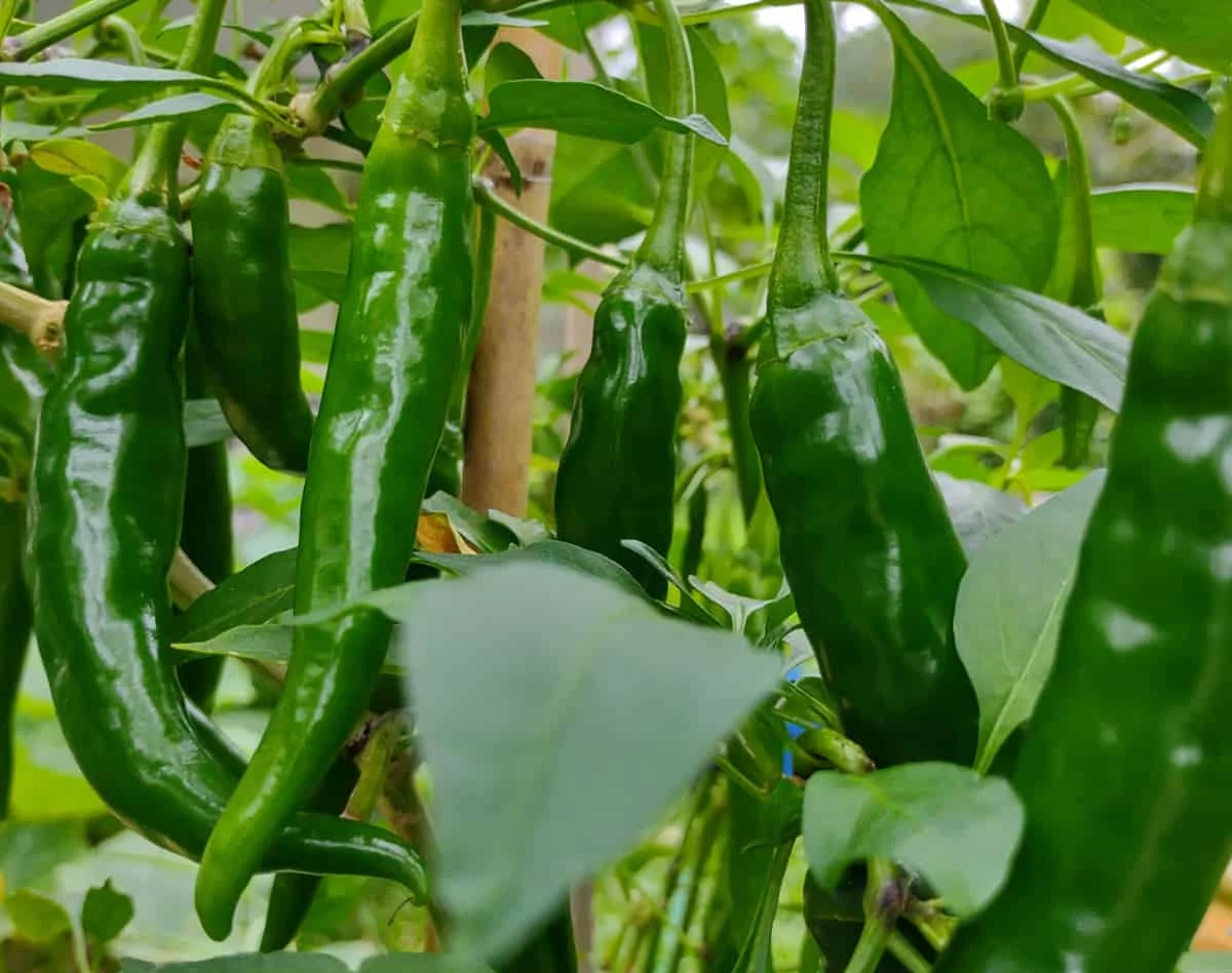 Green chilli plant growing in sunlight