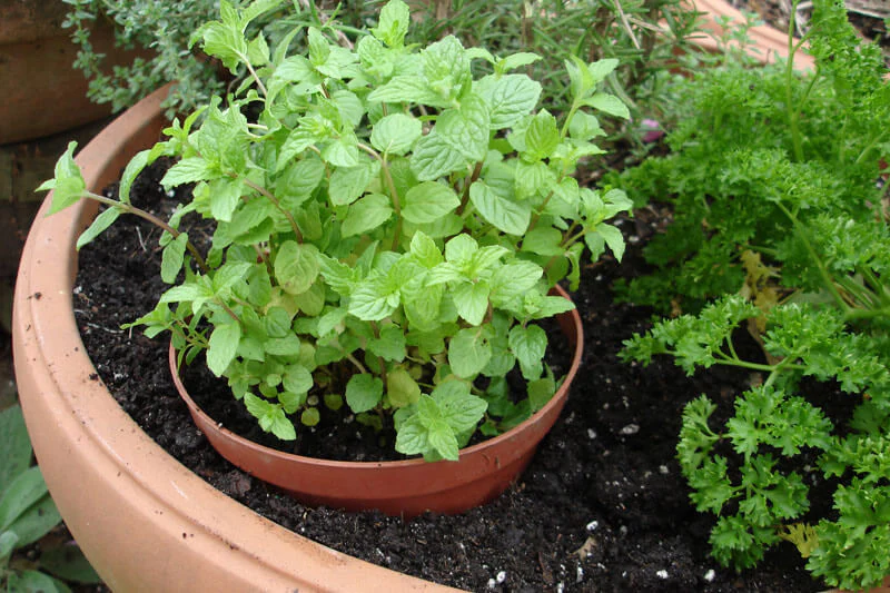 Mint plant in a small pot