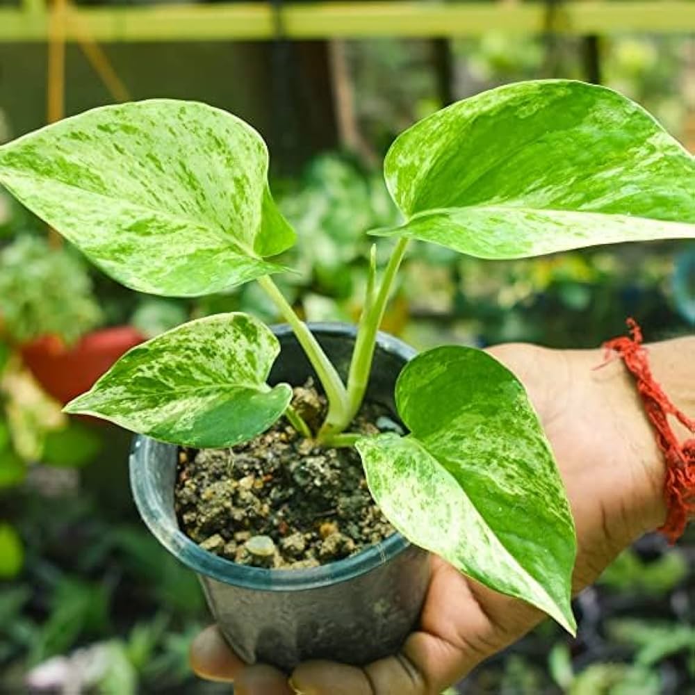 Money plant in pot