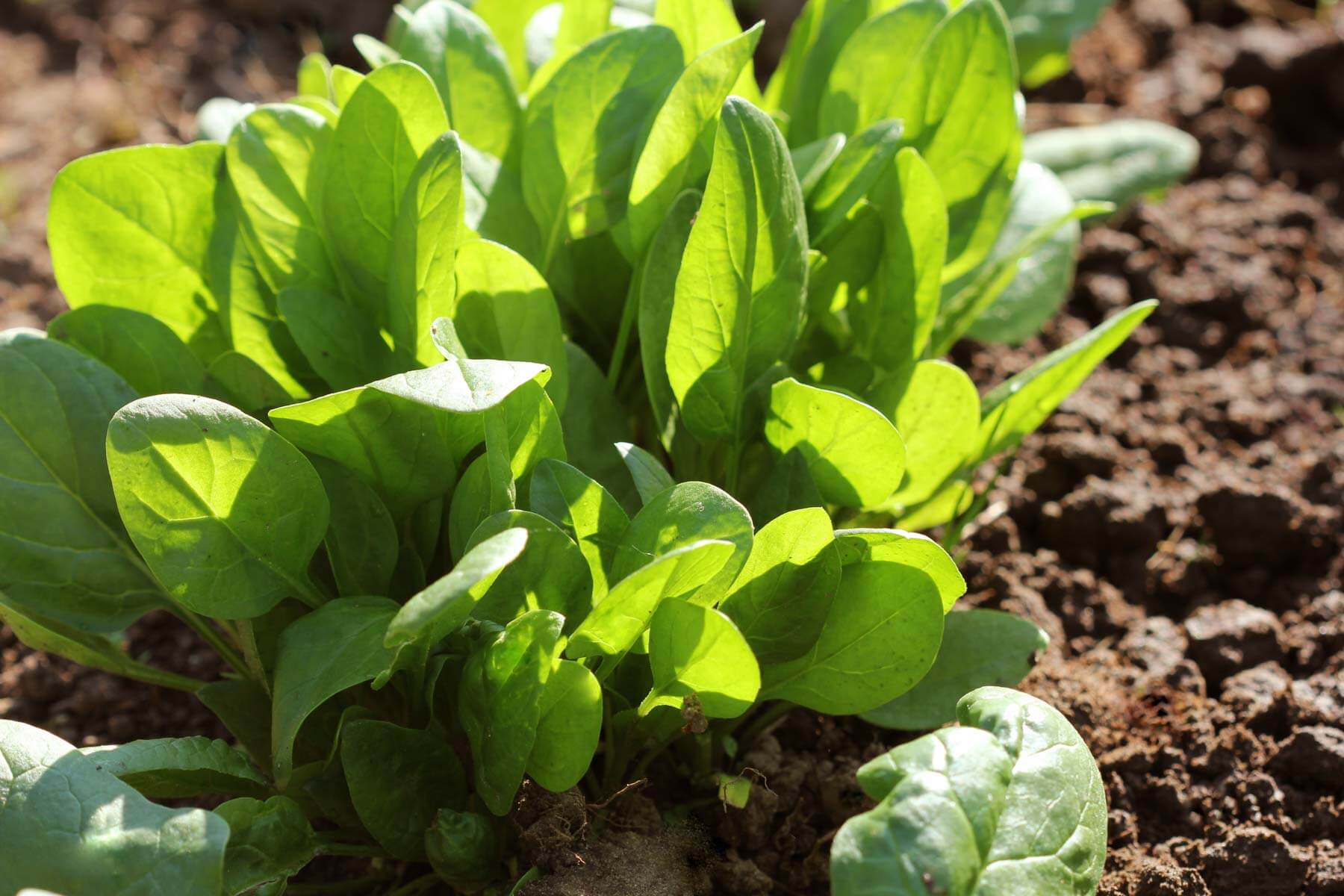 Spinach leaves in soil