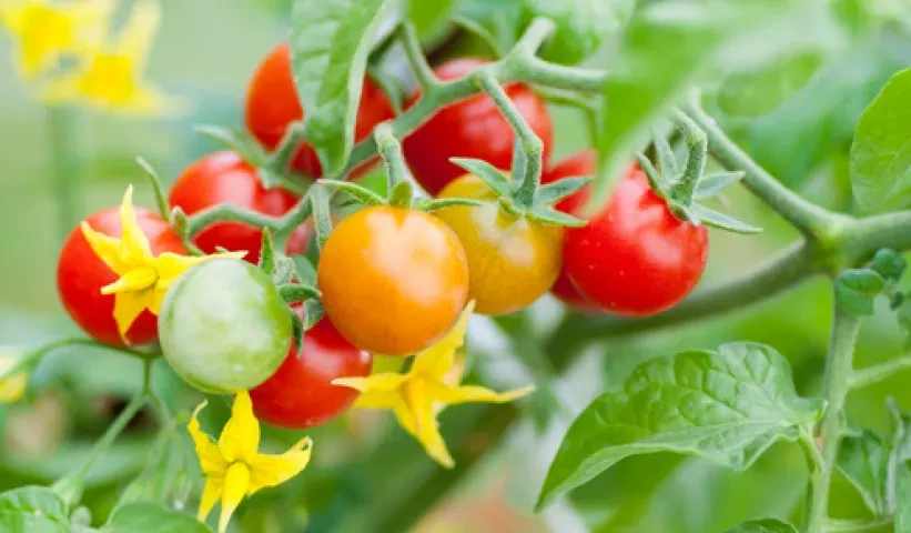 Tomato plant with ripe tomatoes